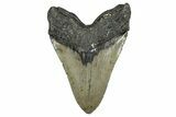 Serrated, Fossil Megalodon Tooth - North Carolina Monster #349337-2